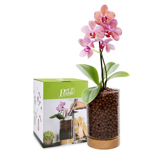 C1 Large Glass Orchid Pot