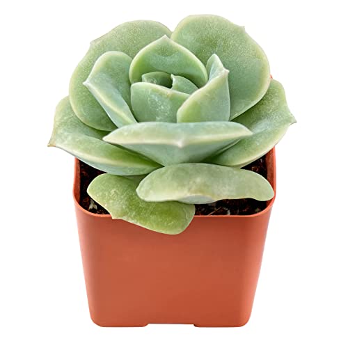 x Graptoveria 'Lovely Rose' Live Succulent in 2" Pot (x Graptoveria 'Lovely Rose')