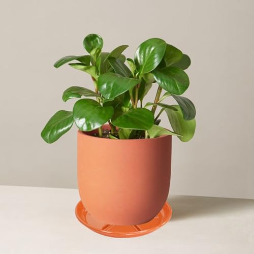 6 Pack of Plant Saucer 10 inch (10in*6 / Red)
