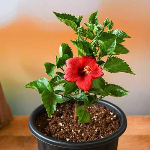 Red Hibiscus rosa (2 Count)