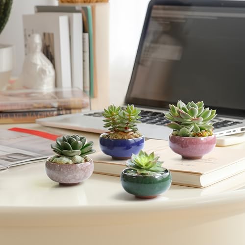 Mini Succulent Pots (12 Count)