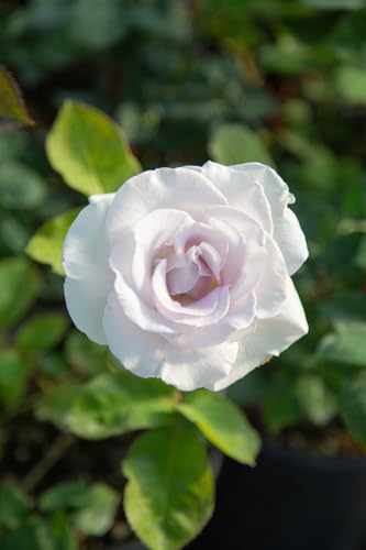 Heirloom Hybrid Tea Roses (World War II Memorial Rose)