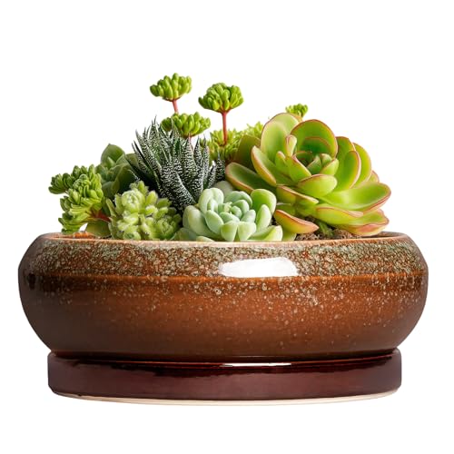 Succulent Pots (6 Inch / Retro Brown)