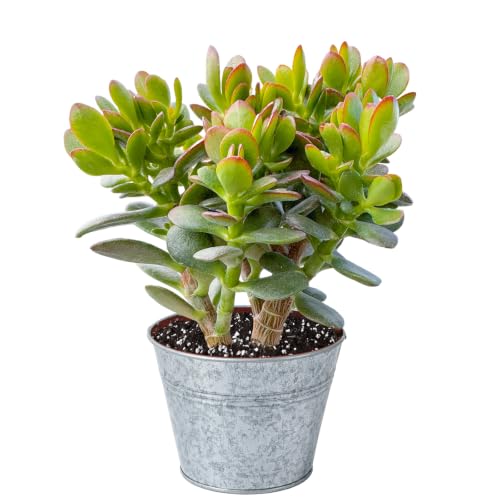 prout N Green Dwarf Jade with Silver Metal Pot (Silver Pot)