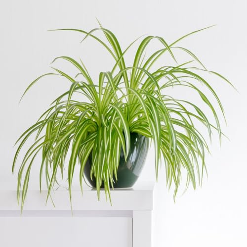 Spider Plant 4 x 2 inch Bags (4 Count)