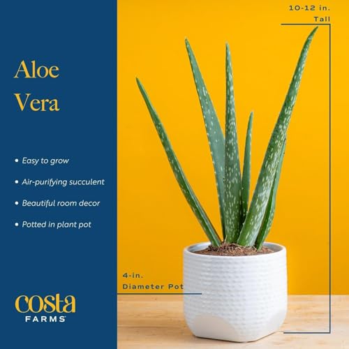 Aloe Vera Live Indoor Succulents (Aloe Vera, 10-12 Inches Tall, in Grow Pot, 2-Pack)