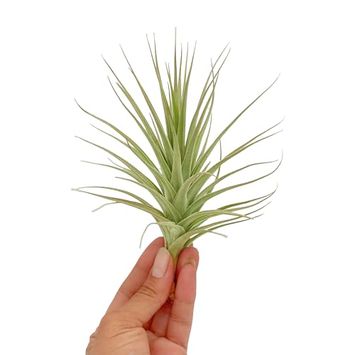 Air Plants Flowering Tillandsia Lilla Lilac (3 Pack / Lilla Lilac)
