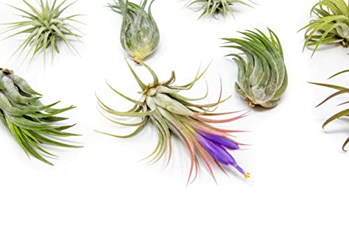 50 Pack Air Plants Assorted Tillandsia Ionantha (50 Count)