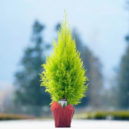 Live Lemon Cypress Plant (4 Count (Sac) / cypress-lemon)