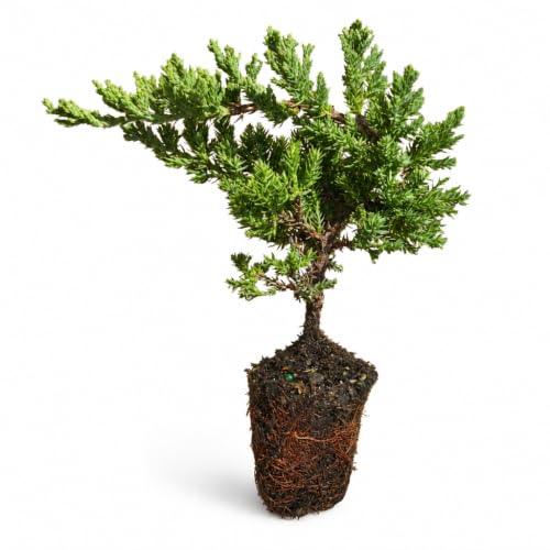 Juniper Procumbens Nana (10 Count)