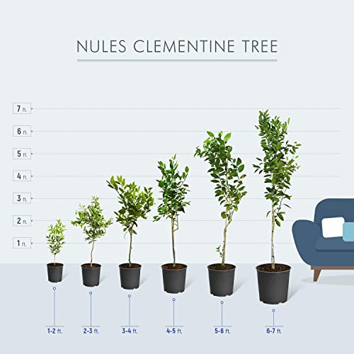 Nules Clementine Tree (5-6ft)