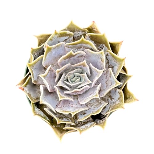 Echeveria Desert Camels (Echeveria Desert Camels)