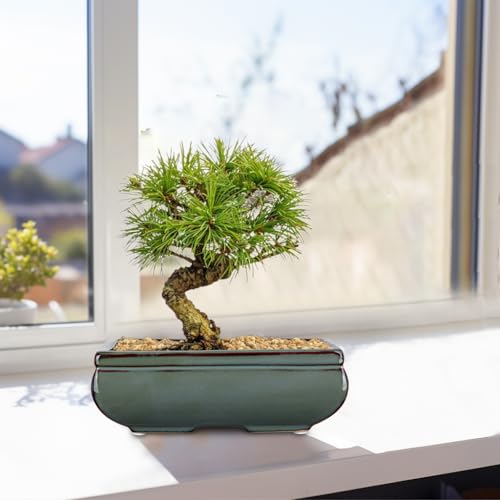 Set of 2 Large Bonsai Pots with with Drainage Hole (Green / 10"x7"x3.3"&7.4"x5.1"x2.5")