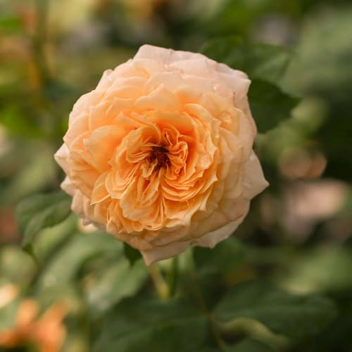 Heirloom Hybrid Tea Roses (Beryl Bach)
