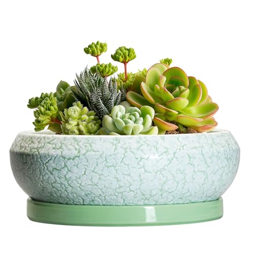 Succulent Pot 6 Inch (6 Inch / Bright Green-white)