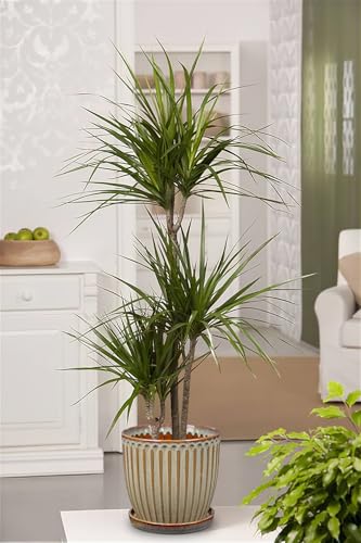 Ceramic Pots for Indoor Plants (Brown - Single 7.8" Pot)
