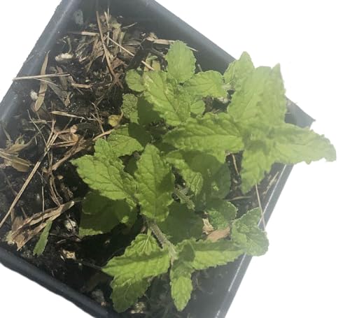 Organic Live Strawberry Mint Plant