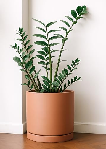 3 Pack Classic Terracotta Pots & Saucers (6+8+10 Inch / Terracotta)