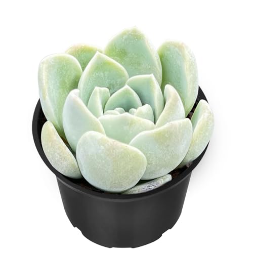 Echeveria Ice Green sp (Echeveria Ice Green sp.)