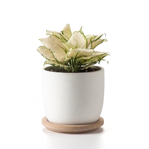 Ceramic Flower Pots Indoor