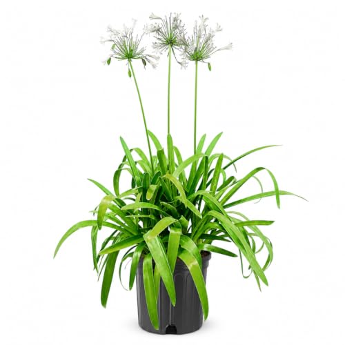 Agapanthus Africanus Getty White (3 Gallon / 1 Plant)