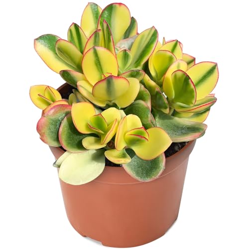 Golden Jade Crassula Ovata 'Hummel Sunset' (Golden Jade)
