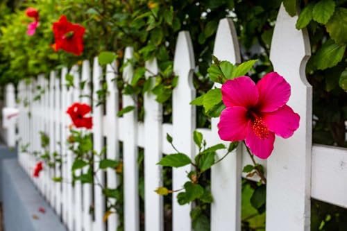 Pink Hibiscus Rosa (4 Count)