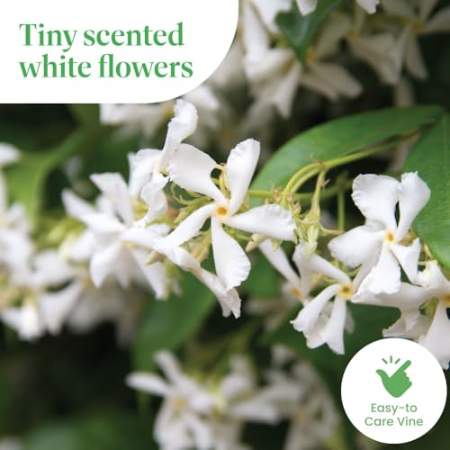 Live Confederate Jasmine (Confederate / 6-Inch Pot)