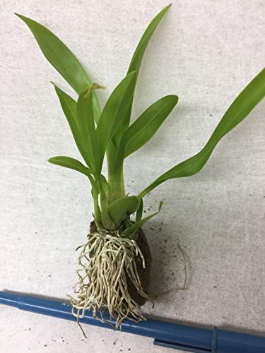 Onc. Twinkle 'Yellow Bird' (SD1)