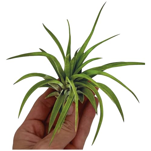 Air Plants Tillandsia Brachycaulos Abdita (3 Count)