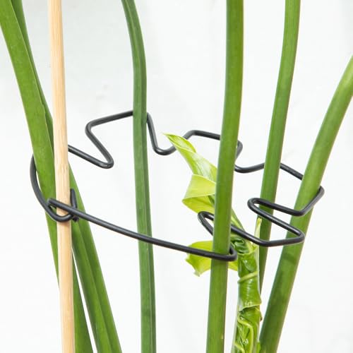 5.5×4.7IN Monstera Plant Stem Support (Black / 5.5IN*4.7IN)