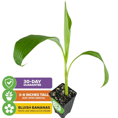 Ice Cream Banana Tree (Ice Cream)