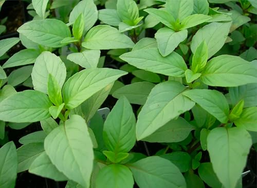 Herb Seeds to Plant Lime Basil (2 Packs)