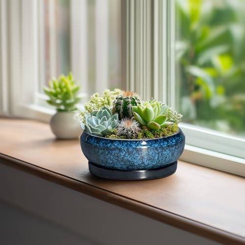 Succulent Pots (6 Inch / Blue)