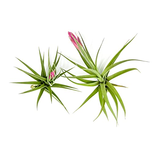 Air Plants Flowering Tillandsia Aeranthos (2 Pack / Aeranthos)