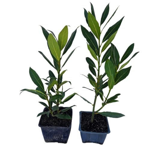 Daisy Ship Bay Laurel (2-Pack (4" Pot) / bayleaf-standard)