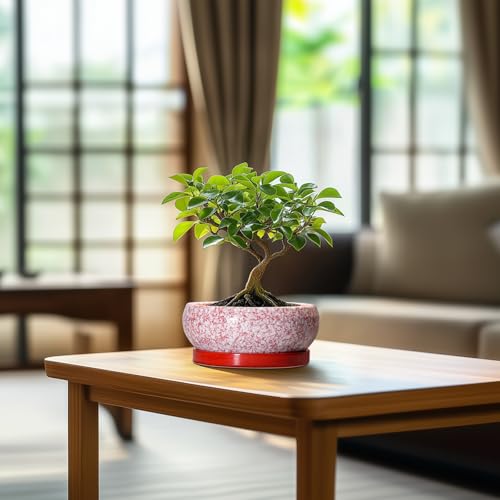 Bonsai Pots Small (6 Inch / Red-white)