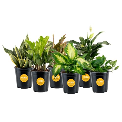 Live Indoor Plant Variety Pack (Medium (12-16 Inches Tall) / 6-Pack)