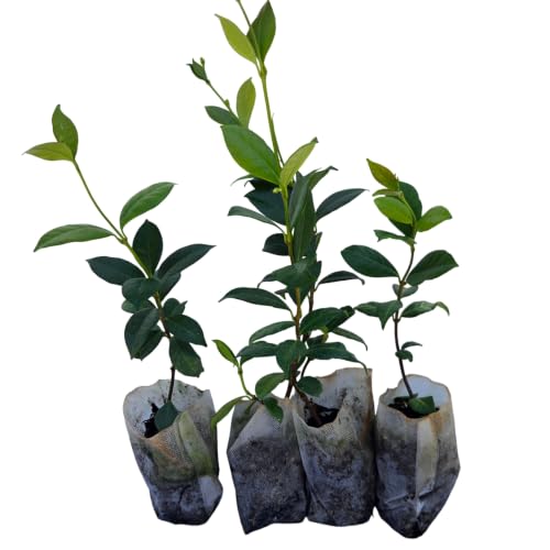 Daisy Ship Star Jasmine Fast (4 × 2-in bags / jasmine-star)
