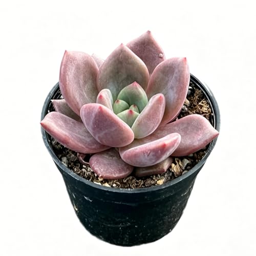 Echeveria 'Baekya' (Echeveria 'Baekya')