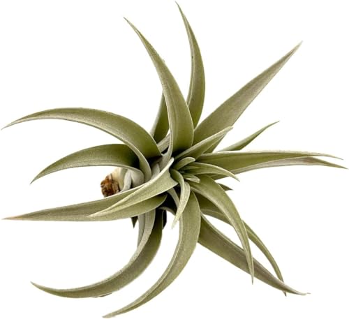 Air Plants Flowering Tillandsia Harrisii
