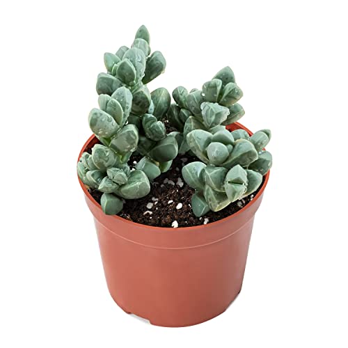 Ice Plant Live Corpuscularia lehmannii Succulent Fully Rooted in 4 inch Starter Pot (Ice Plant)