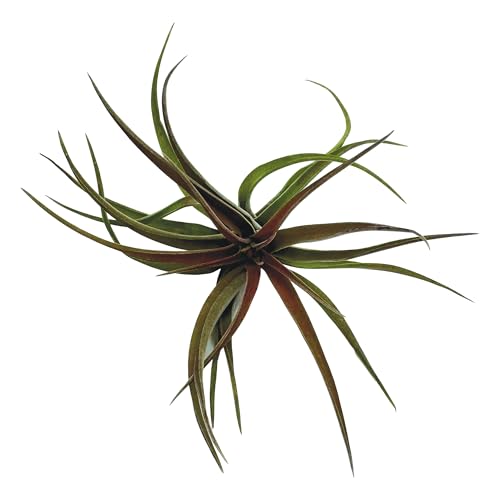 Air Plants Tillandsia Brachycaulos Abdita