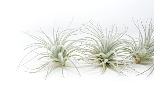 25 Pack Rare Tectorum Ecuador Air Plants