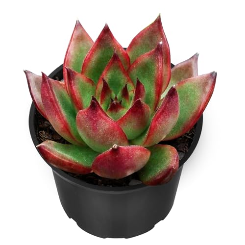 Echeveria Agavoides Wild Horse Live Succulent Plant (Echeveria Agavoides Wild Horse)
