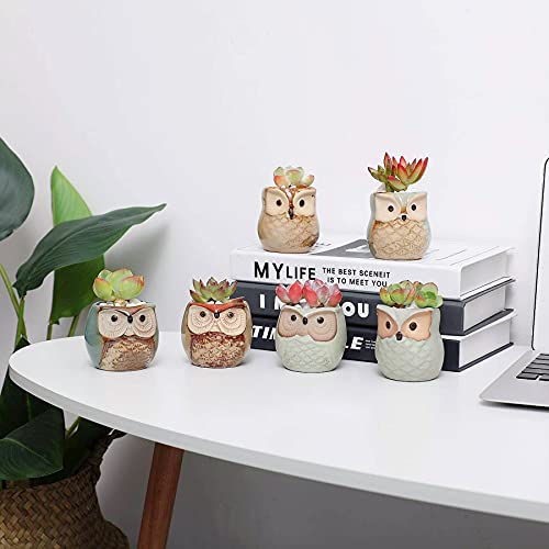 Owl Succulent Pots (6 Count)