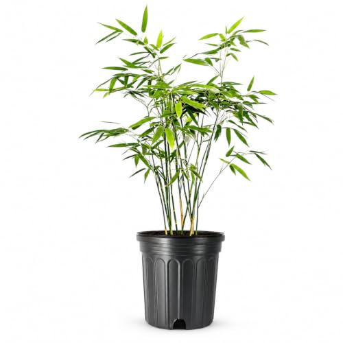 Bamboo Fernleaf (3 Count)