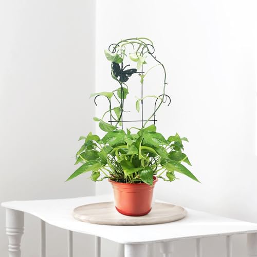 23 Inch Plant Trellis for Potted Plants