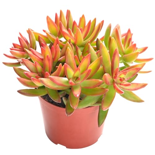 Live Succulent Sedum Adolphi 'Firestorm'