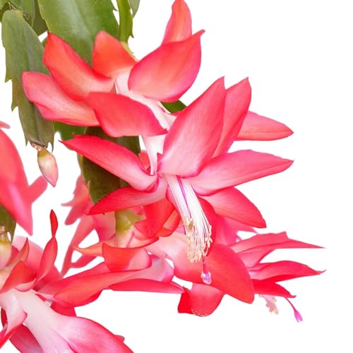 Thanksgiving Cactus (New Pink)